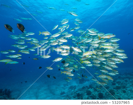 Flock of the acahipe Flock of the acahipe 53207965