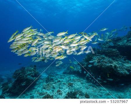 Flock of the acahipe 53207967