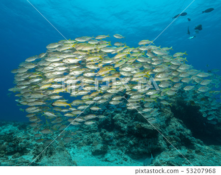 Flock of the acahipe 53207968