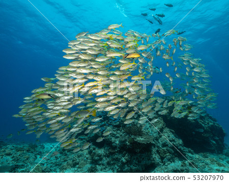 Flock of the acahipe Flock of the acahipe 53207970
