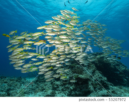 Flock of the acahipe Flock of the acahipe 53207972