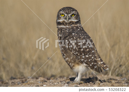 Burrowing owl, Peninsula Valdes, Patagonia 53208322