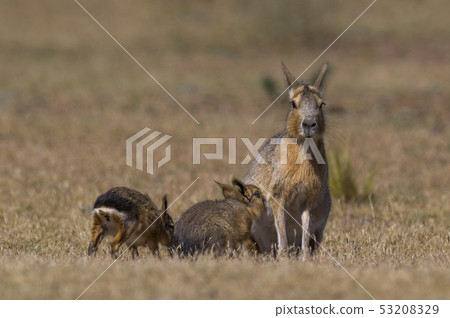Patagonian cavy, Patagonia , Argentina Patagonian cavy, Patagonia , Argentina 53208329