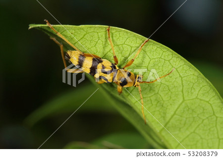 Creatures Insect Iriomote Tetra-Cami, exactly the same as "Yotsusu Jitora ...". On May Ishigaki Island ... 53208379