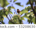 Thrush from gap of tree 53208630