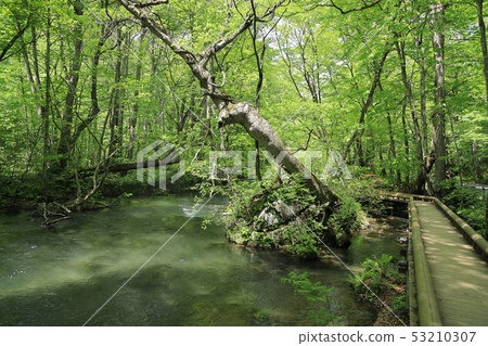 Spring on the green promenade along the Oirase Stream 53210307