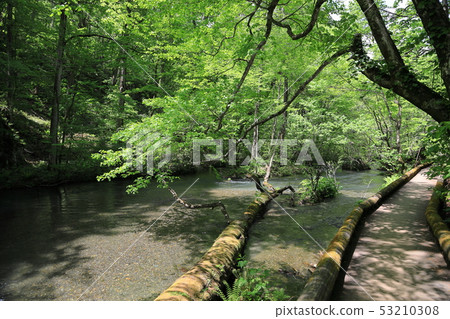 Promenade along the clear stream and sunbeams 53210308