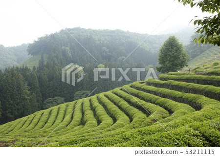 全南寶城郡大元 全南寶城郡大元 53211115