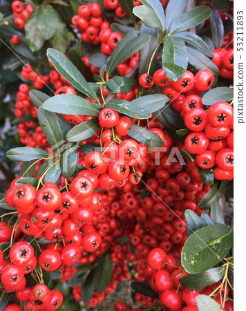Nanten is a fruitful plant 53211893