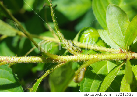 Rurichurange Caterpillar Rurichurange Caterpillar 53212523