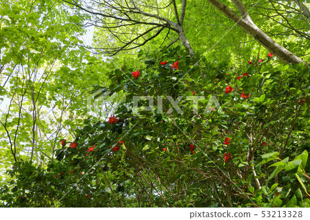 Yukitsubaki Shitamizawa Blooming in a beech forest Shiomi Town, Fukushima Prefecture 53213328