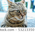 Cat in Enoshima 53213350