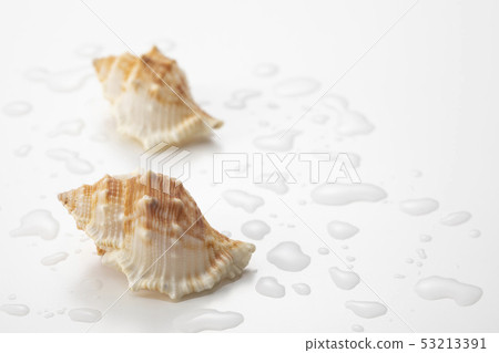 Seashell 53213391