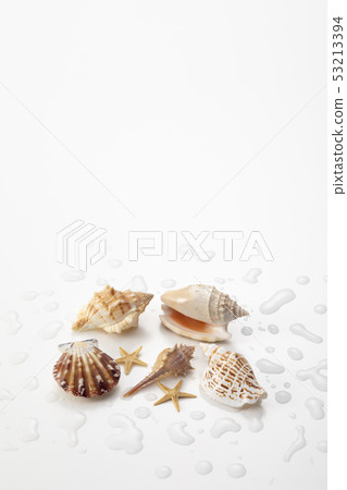 Seashell Seashell 53213394