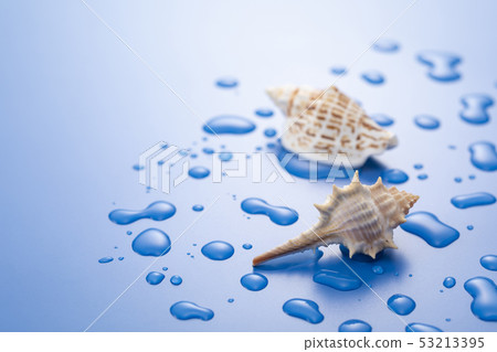 Seashell 53213395