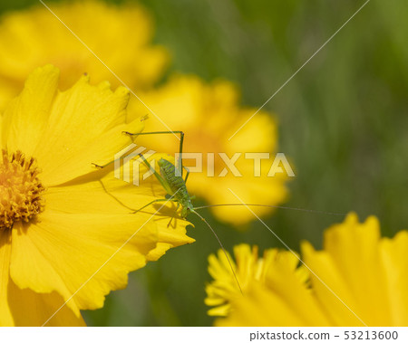 Tsumugi Tsumugi 53213600