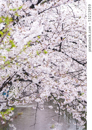 Cherry blossoms around Tamaki River in Yao City, Osaka Prefecture 53213959