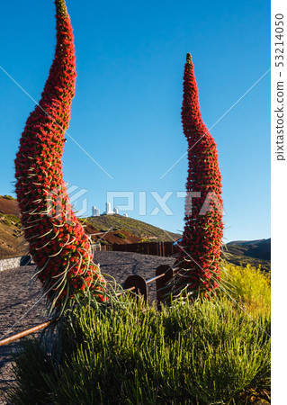 El teide volcano in the canary islands with a blue 53214050