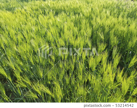 Blue barley field Blue barley field 53214542
