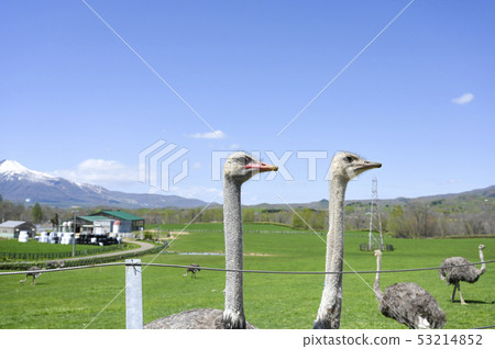 Niseko ostrich ranch Niseko ostrich ranch 53214852