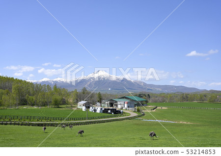 Niseko ostrich ranch 53214853