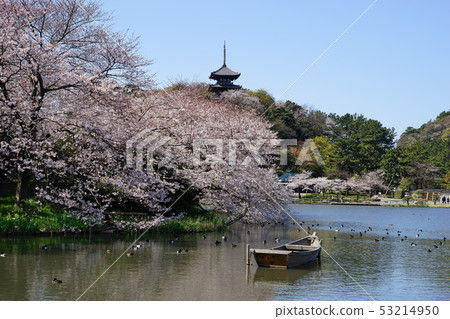 4月盛開的櫻花和橫濱424的三重塔Sankeien盛開 53214950