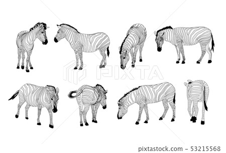 Set of zebras. Wild animal texture. Set of zebras. Wild animal texture. 53215568