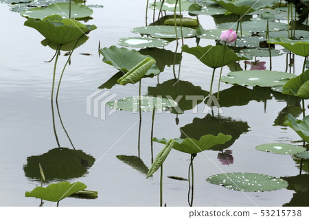 A lotus 53215738
