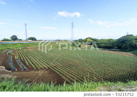 場(初夏) 場(初夏) 53215752