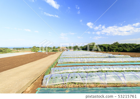 Field (early summer) Field (early summer) 53215761