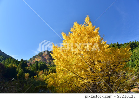 Ginkgo trees that shine brilliantly in golden color against a blue sky 53216125