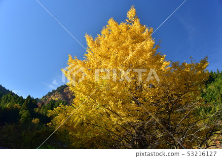 Ginkgo trees that shine brilliantly in golden color against a blue sky 53216127
