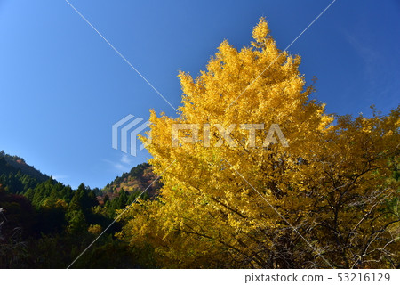 Ginkgo trees that shine brilliantly in golden color against a blue sky 53216129