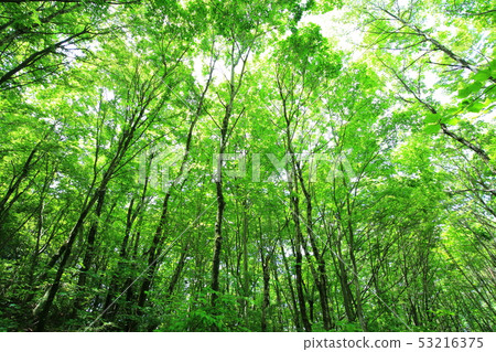 Fresh green Fresh green 53216375