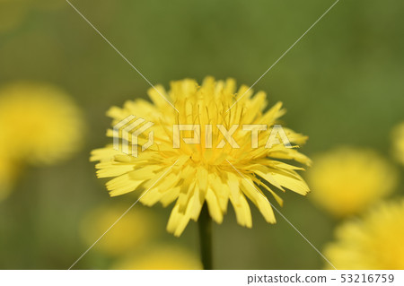 Butana Butana 53216759