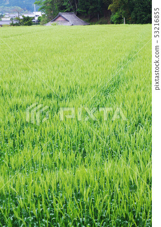 Wheat field in late spring Wheat field in late spring 53216855