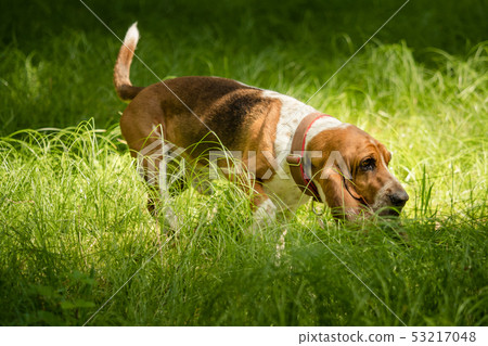 A basset with long ears out in nature A basset with long ears out in nature 53217048