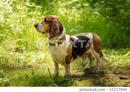 A basset with long ears out in nature A basset with long ears out in nature 53217049