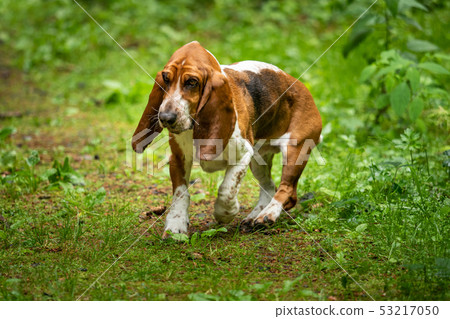 A basset with long ears out in nature A basset with long ears out in nature 53217050