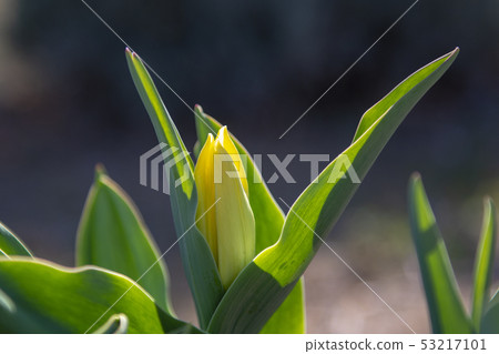 Flowering tulip Flowering tulip 53217101