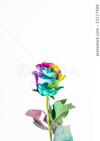 五顏六色羅斯彩虹玫瑰色玫瑰色的花 53217489