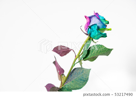 五顏六色羅斯彩虹玫瑰色玫瑰色的花 五顏六色羅斯彩虹玫瑰色玫瑰色的花 53217490