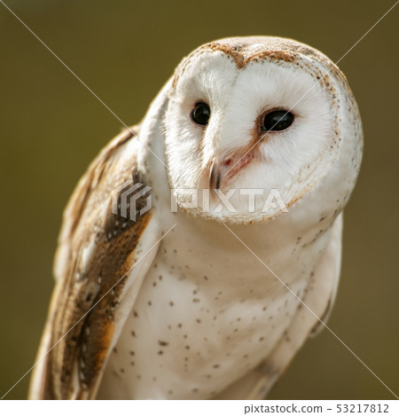 Beautiful Barn Owl Beautiful Barn Owl 53217812