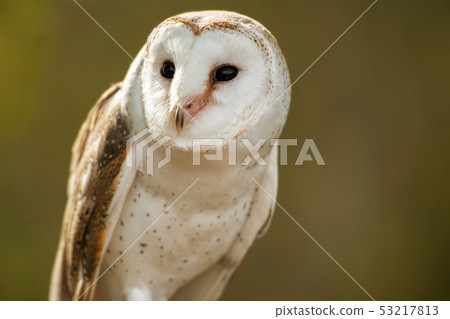 Beautiful Barn Owl Beautiful Barn Owl 53217813