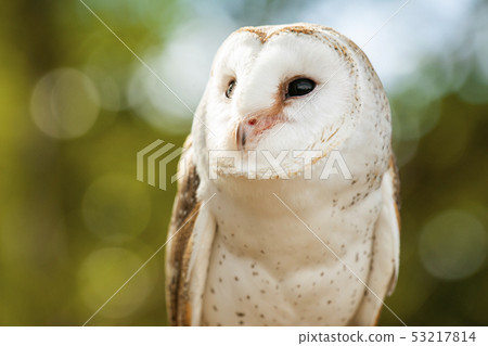 Beautiful Barn Owl Beautiful Barn Owl 53217814