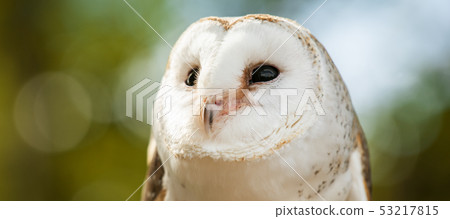 Beautiful Barn Owl Beautiful Barn Owl 53217815