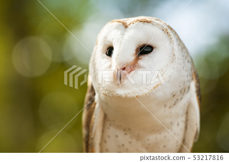 Beautiful Barn Owl Beautiful Barn Owl 53217816