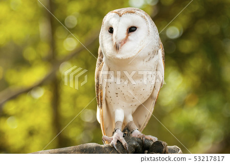 Beautiful Barn Owl Beautiful Barn Owl 53217817
