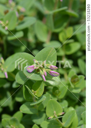 Myrtle-leaf milkwort 53218260