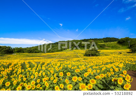 Sannokura plateau sunflower of summer Sannokura plateau sunflower of summer 53218892
